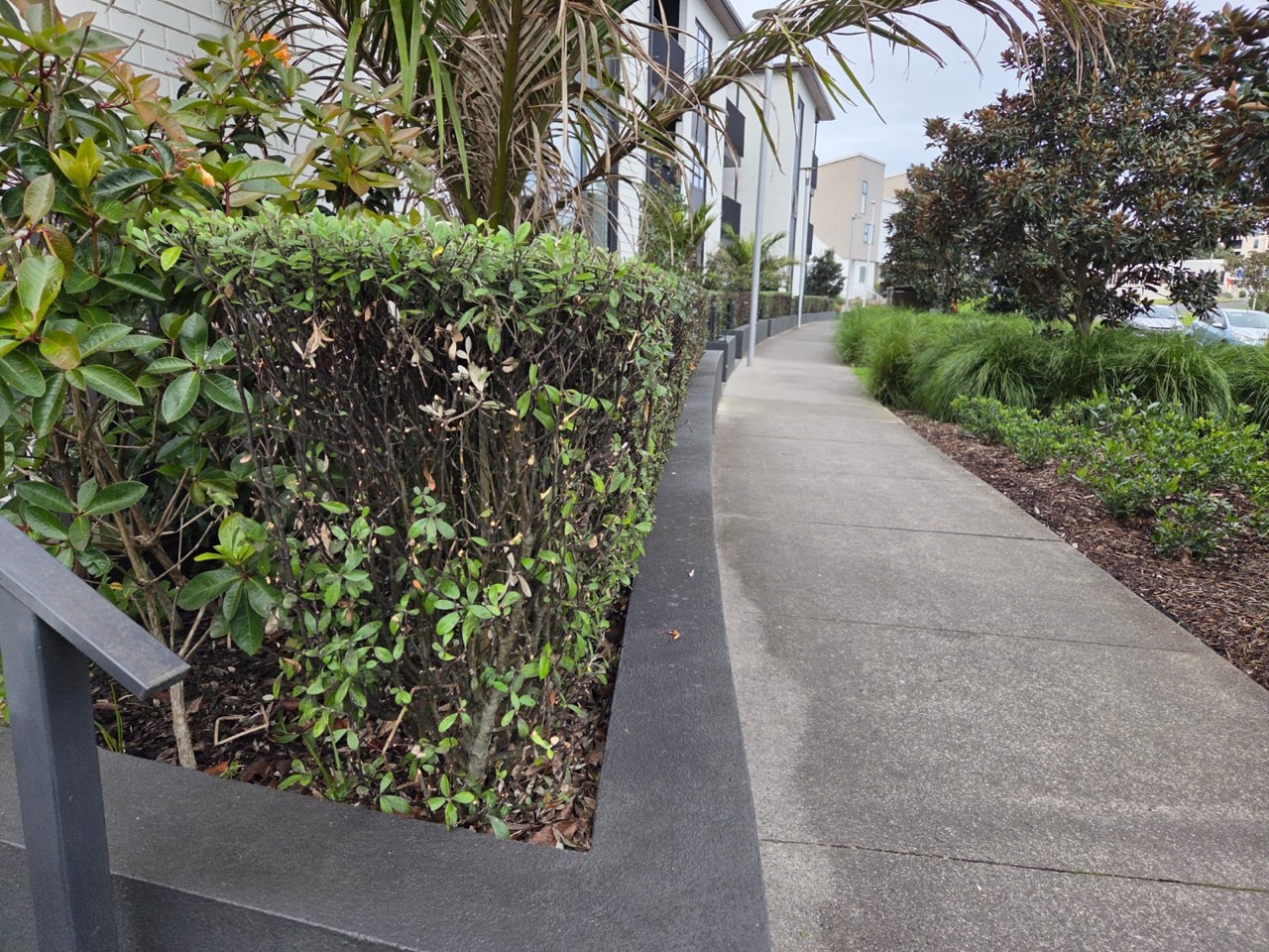Corner of a hedge squared off above a concrete planter beside a footpath