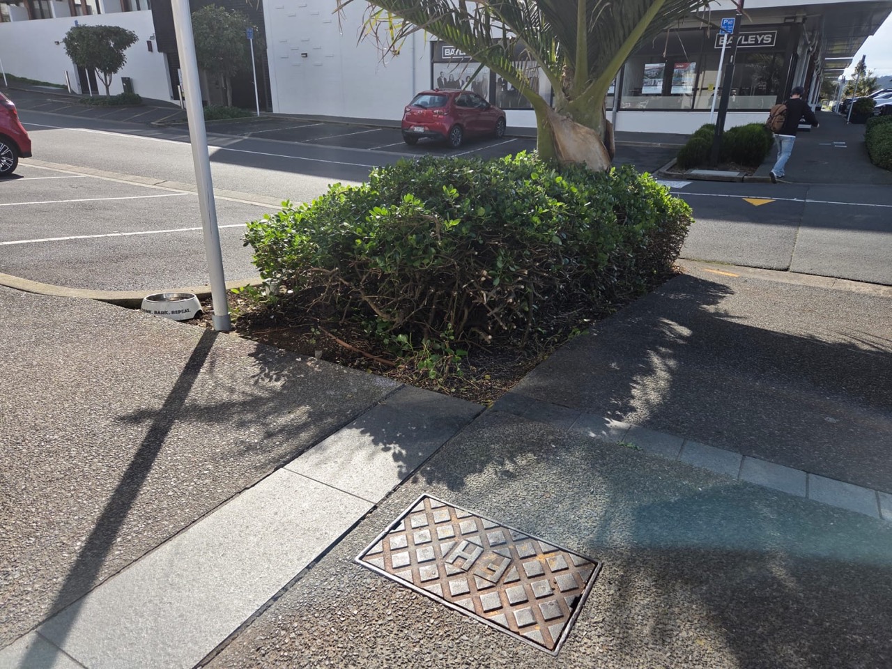 Street planter hedge cut back hard around a palm on a town centre corner
